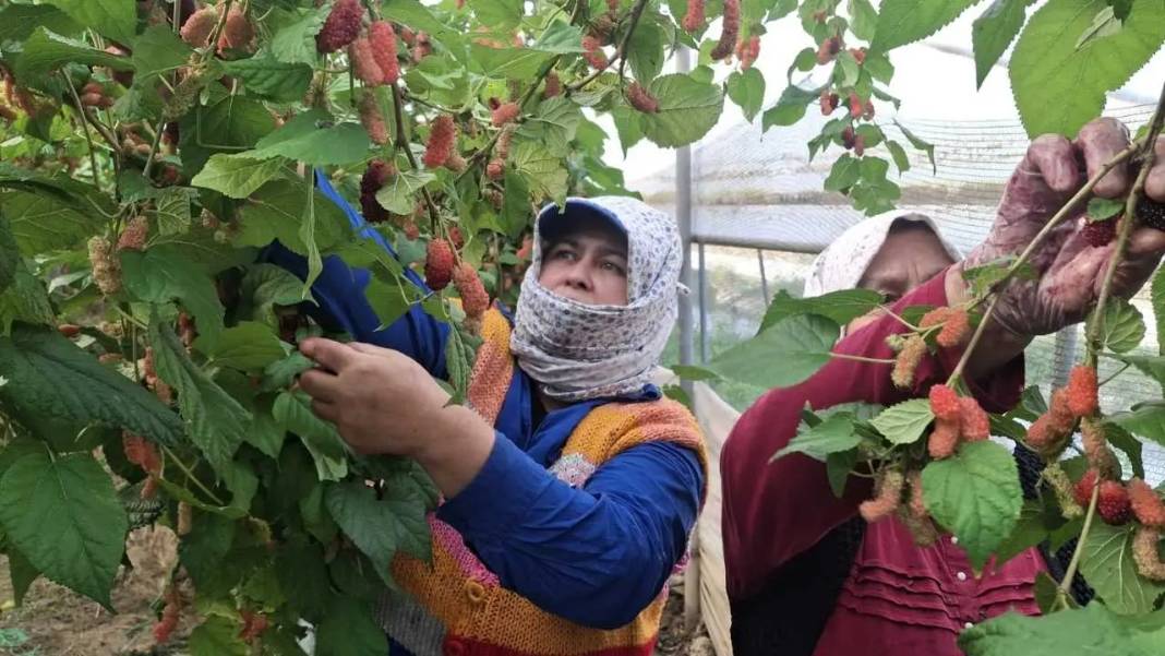 Mersin’de Daha Dalındayken Alıcı Bulan Karadut Hasadı Başladı! 3